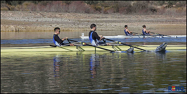 Excelentes resultados para los equipos del RCN Torrevieja