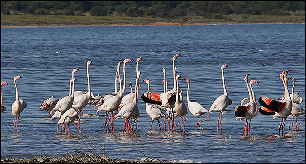 La Laguna de La Mata se llena de vida con la llegada de los flamencos - Objetivo Torrevieja